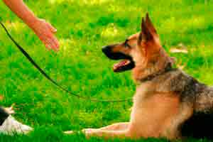 Curso Online Gratuito Adestramento de Cães