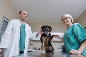 Introdução ao Auxiliar de Veterinária e Pet Shop