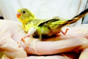 curso de auxiliar de veterinário de pássaros grátis