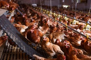 Curso Gratuito Online com Certificado - Bem Estar Animal e Abate Humanitário
