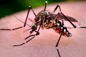 Curso Gratuito Online com Certificado - Combate a Dengue e Zika